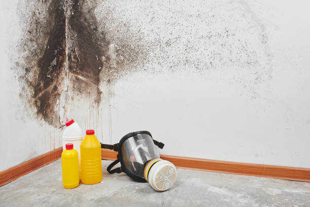 Best Fast Mold Removal  in Sea Bright, NJ