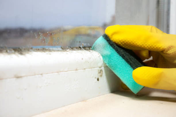 Best Mold Remediation  in Sea Bright, NJ