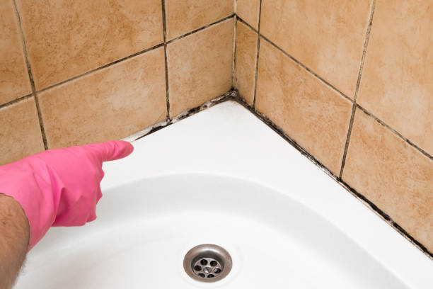 Best Black Mold Removal  in Sea Bright, NJ